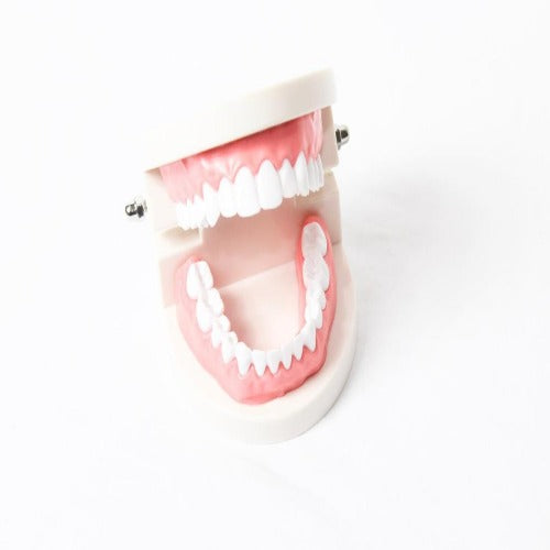 Standard Teeth Model